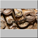 Poemenia notata - Schlupfwespe 01b 14mm am Insektenhotel-fdet03.jpg